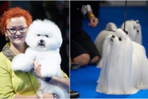 Europos parodoje – lietuvių triumfas: trys aukso medaliai gražuoliams bišonams