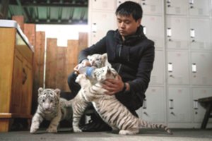 Sunku atsižiūrėti į šiuos baltuosius bengalinius tigriukus