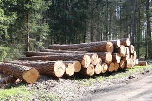 Įsuko gudrų planą: kainoms kylant, vežė pigią medieną į Kiniją