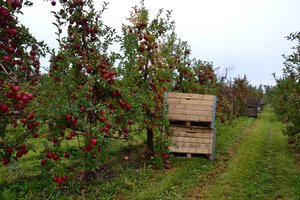 Kokybiškus obuolius pirkėjai vertina vis labiau