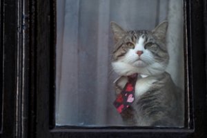 Ekvadoras paragino J. Assange'ą prikąsti liežuvį ir rūpintis savo katinu