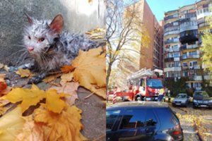 Stebuklas: Vilniaus ugniagesiai atgaivino degančiame bute rastą kačiuką