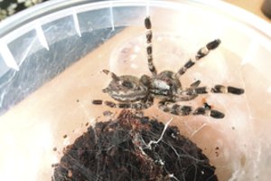 Kauniečio namuose – pribloškęs radinys: augino daugybę egzotiškų vorų