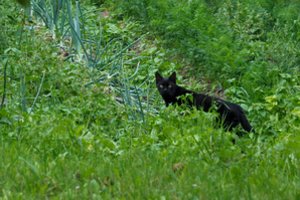 Šiurpus radinys Kelmės rajone: moteris pievoje aptiko katės kūną be galvos
