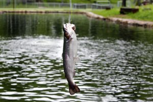  Į miesto parko tvenkinį vertingų žuvų prileidęs verslininkas turi prašymą žvejams