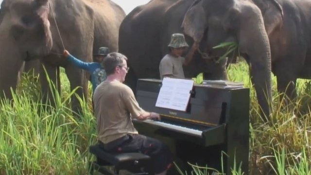 Kilnus pianisto poelgis nepalieka abejingų – muzikos garsais džiugina dramblius