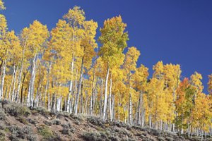 Didžiausiam gyvam pasaulio organizmui gresia išnykimas