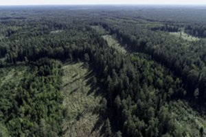 Kęstutis Navickas: Kirtimų Labanoro girioje analizė: grubių pažeidimų nebuvo