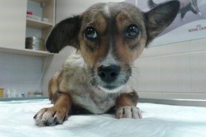 Renkatės veterinarą? Atsižvelkite į šiuos 4 dalykus