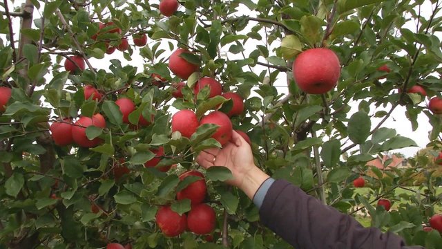 Specialistas atskleidė, ką būtina žinoti, jeigu norite gausaus obuolių derliaus