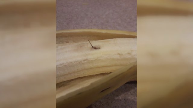 Lietuvoje tęsiasi adatų bananuose manija – užfiksuoti trys atvejai