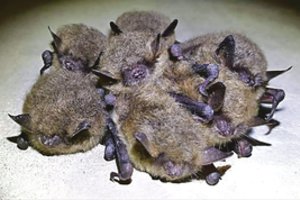 Gamtosaugininkus ir Kauno fortų tvarkytojus kiršina skraidantys žinduoliai