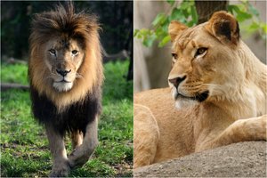 Neapsikentusi savo ilgamečio partnerio liūtė jį pribaigė narve