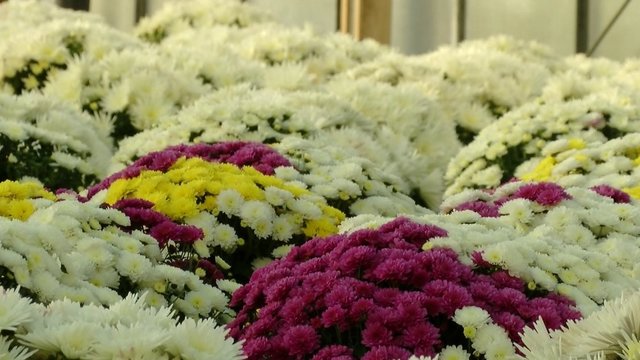 Chrizantemų augintojai trina rankomis: gėles baigia išpirkti