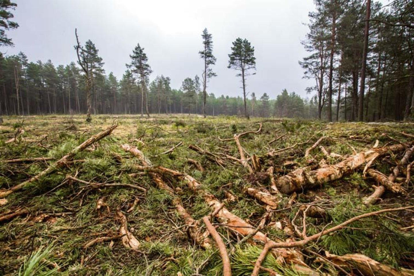  Valstybiniuose draustiniuose esančiuose valstybiniuose miškuose nuo lapkričio bus visiškai uždrausti plynieji kirtimai.<br> V.Balkūno nuotr.