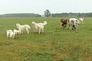 Kovai su vilkais Biržų rajono ūkininkai pasitelkė šunis ir patranką