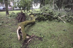 Naktį vėjas vartė medžius: ugniagesiai padarinius šalino 28 kartus