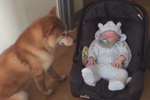 Šuns poelgis ištirpdė tūkstančius širdžių: mieliau nebūna