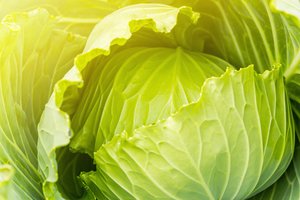 Į liemenėlę įsidėjo lapą kopūsto. Rezultatas buvo įspūdingas