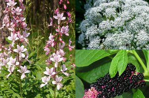 Lietuvoje paplitusios sodo puošmenos slepia nuodų nektarą