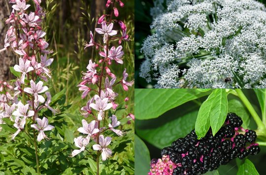 Lietuvoje paplitusios sodo puošmenos slepia nuodų nektarą