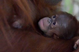 Paryžiaus zoologijos sodas pristatė savo naujausią gyventoją – orangutano jauniklę