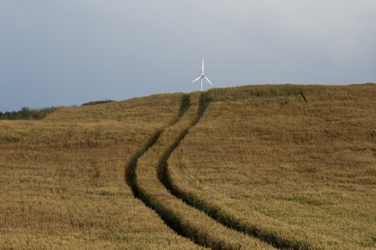 Javų supirkimas per metus smuko beveik keturis kartus