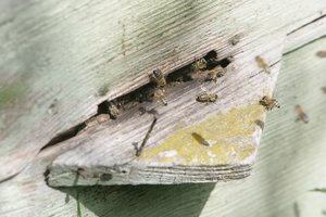 Bičių duonelė: stebuklingai veikianti medaus konkurentė