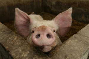 VMVT: visa lietuviška kiauliena yra saugi vartoti