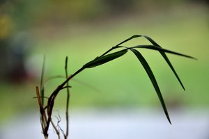 Po paskutinio patepimo vyras ėmė ir pasveiko: padėti galėjo ir piktžolė