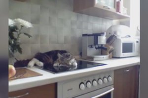 Internete žaibiškai plinta užsispyrusios katės poelgis 