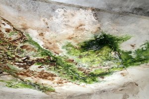 Kartą ir visiems laikams: 5 būdai namuose išvengti pelėsio