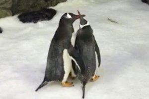 Du tos pačios lyties pingvinai išperėjo jauniklį