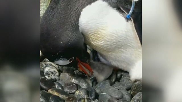 Homoseksualių pingvinų pora sėkmingai išperėjo kiaušinį ir tapo tėvais