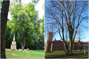 Išrinktas Lietuvos metų medis, juo tapo liepa