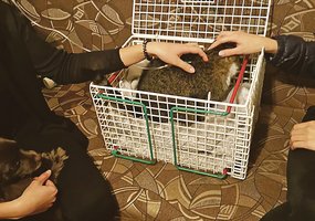 Kauniečių košmaras – kažkas nuodija katinus