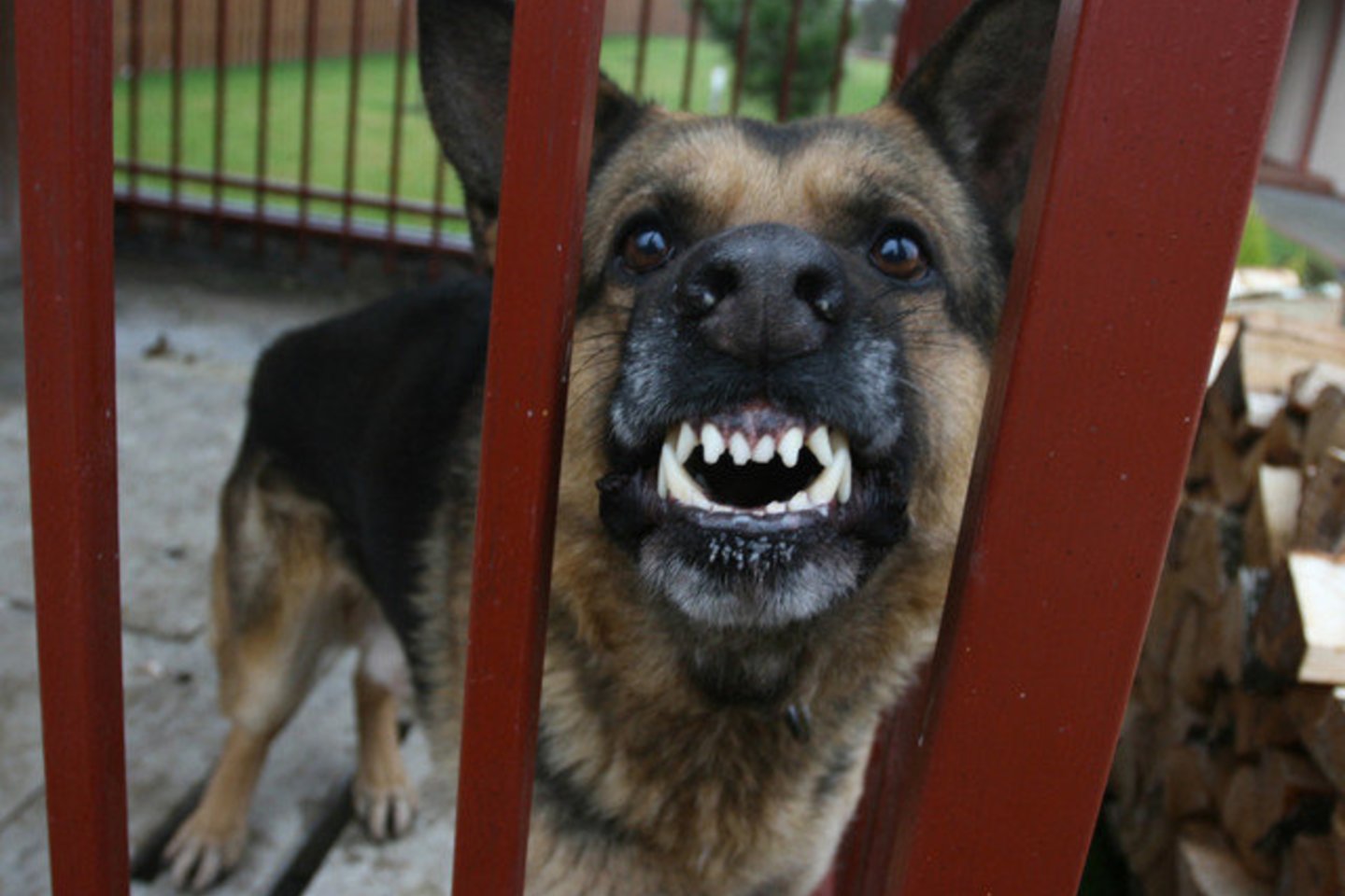 Emigrantus mušdavo ir pjudydavo šunimis.<br> M.Patašiaus nuotr.