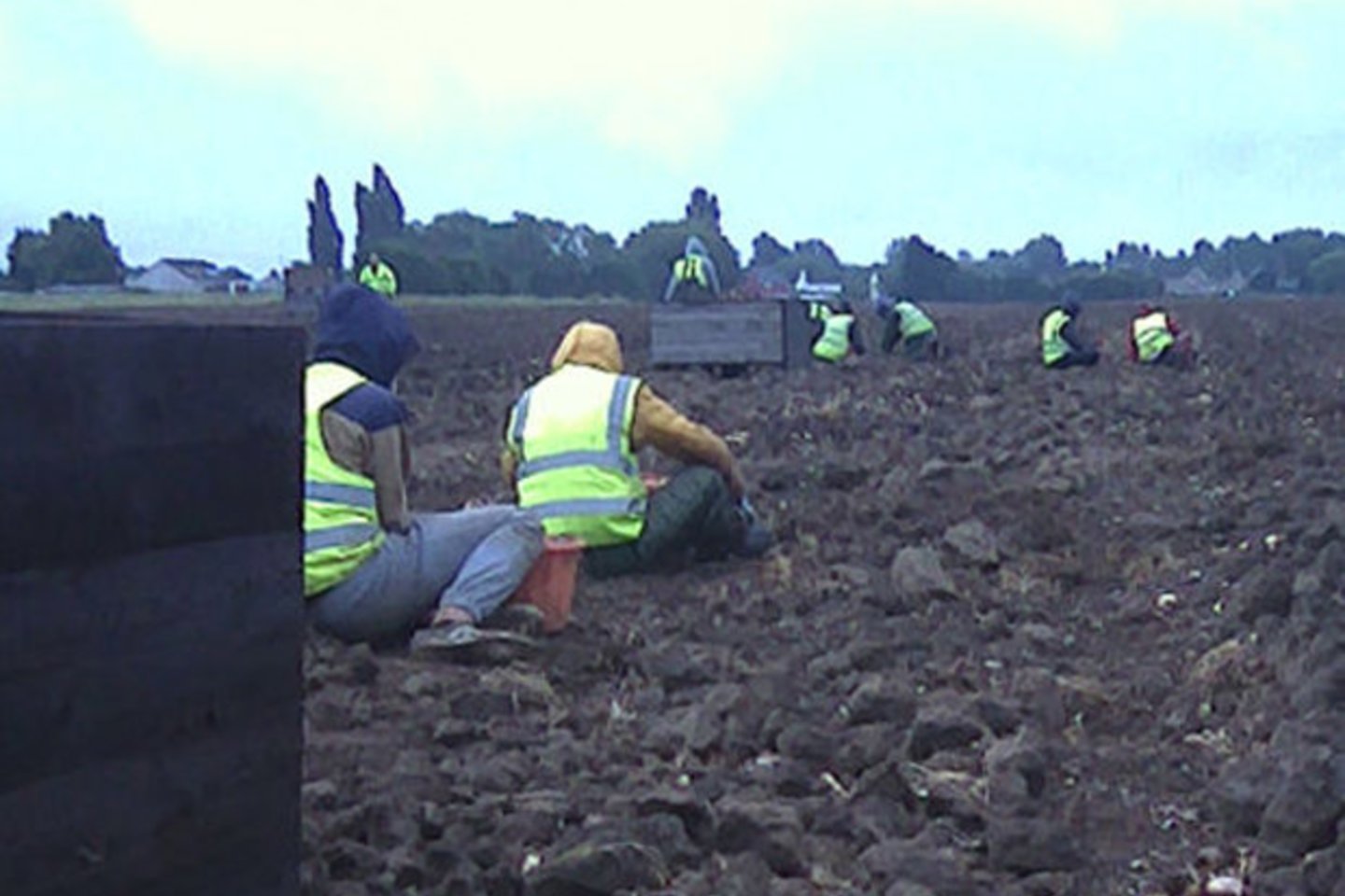 Emigrantus mušdavo ir pjudydavo šunimis.<br>lenta ru. nuotr