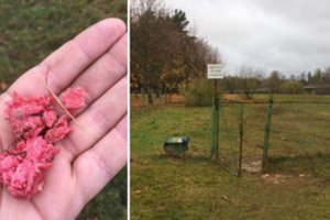Išgąsdino parke išmėtyti šunų skanėstai: prakalbo apie tyčinį gyvūnų nuodijimą