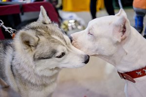 Norintiems įsigyti grynaveislį augintinį štai ką būtina žinoti