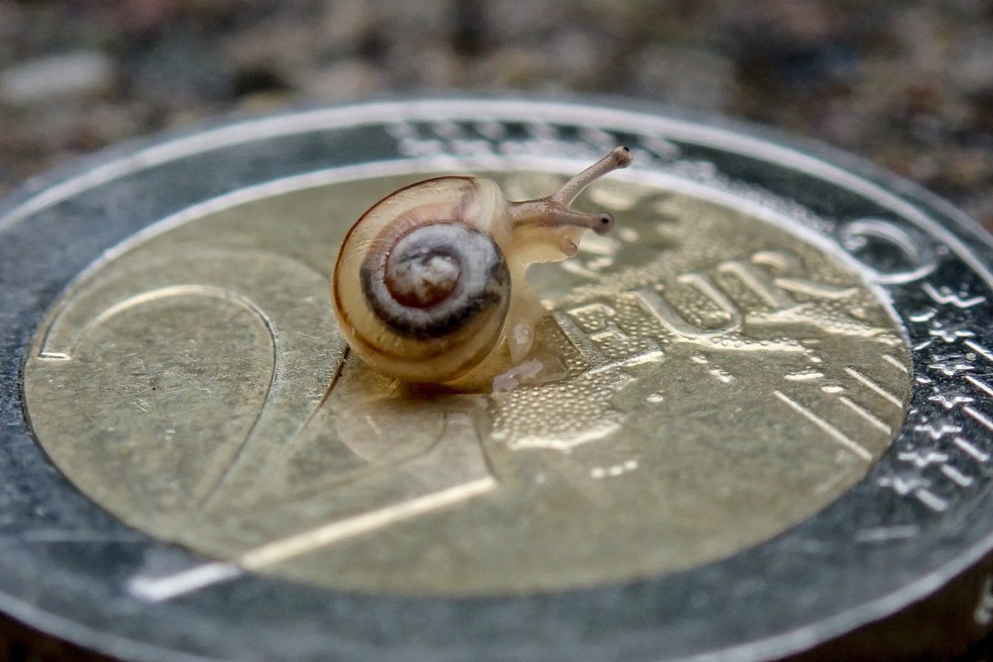 Pertvarka susideda iš kelių dalių: pensijų kaupimo pertvarkos ir bazinės pensijos perkėlimo į valstybės biudžetą.<br>V.Ščiavinsko nuotr.