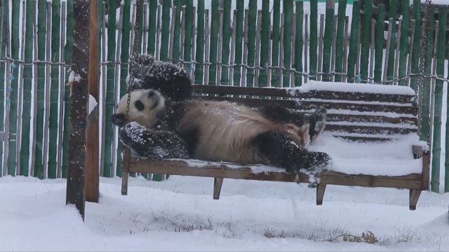 Pandų reakcija pirmą kartą pamačius sniegą privertė juoktis iki ašarų