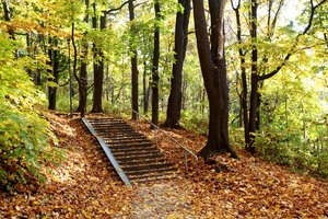 Kauno Ąžuolyno parko atnaujinimą planuojama pradėti kitais metais