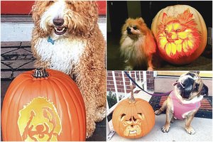 Artėjant Helovinui pašėlo augintinių šeimininkai – nuotraukos verčia išsižioti