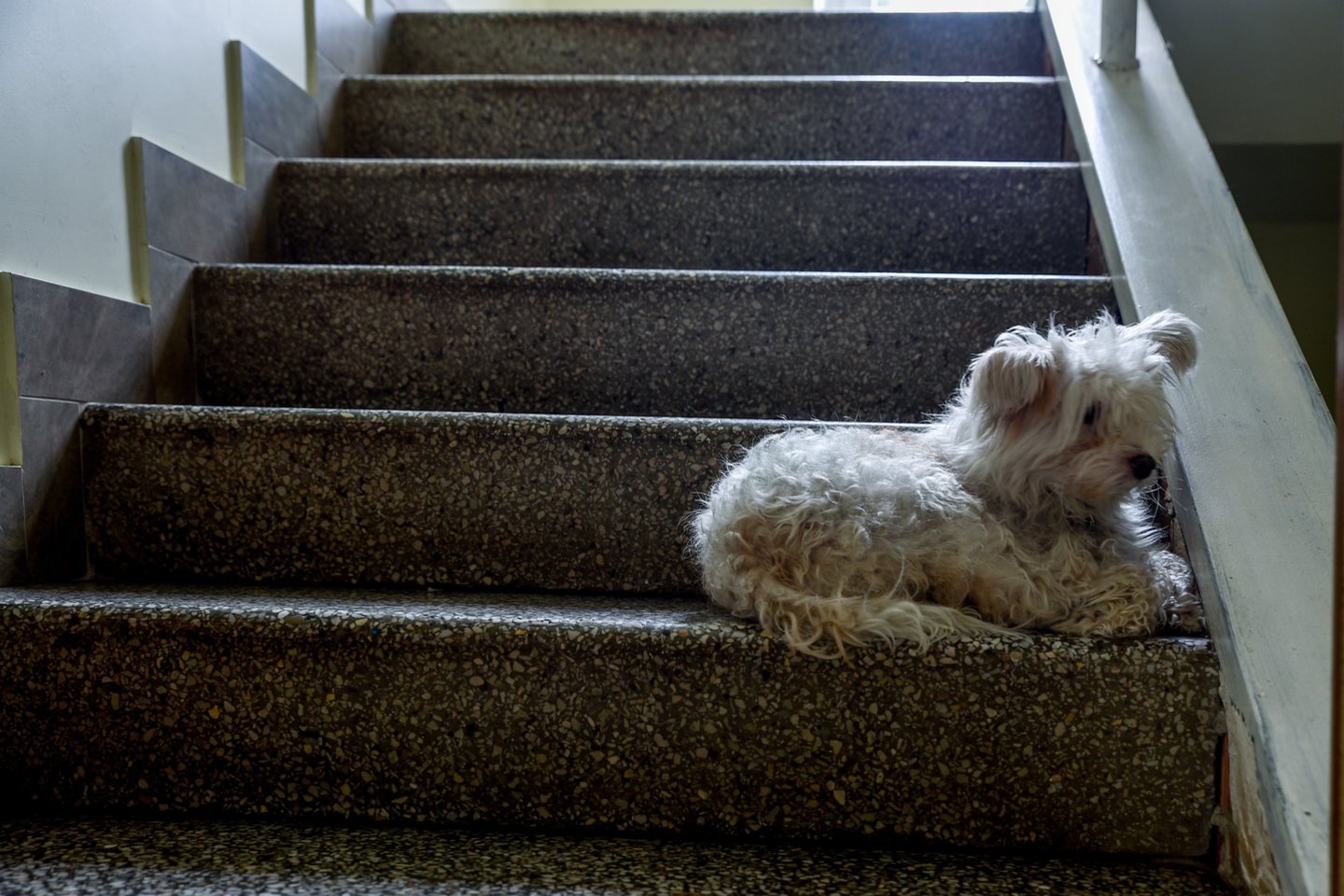 Šunų priežiūra.<br>V.Ščiavinsko nuotr.