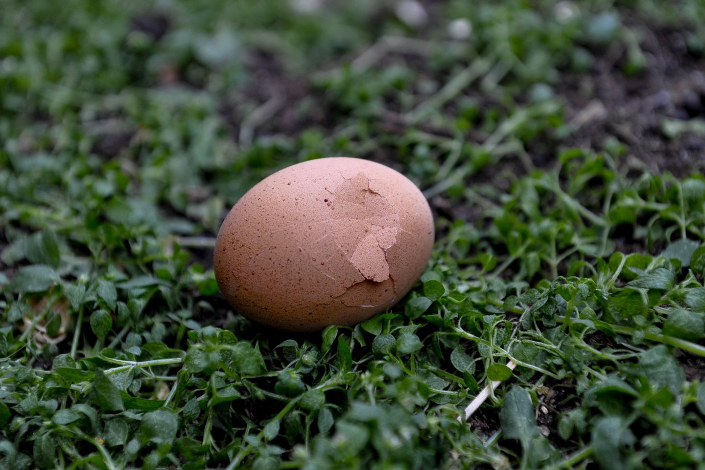 Ar bandėte kiaušinių lukštais šveisti senovinę keptuvę?<br>V.Ščiavinsko nuotr.