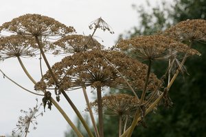 Invaziniai augalai ir gyvūnai: kaip jie kenkia natūraliai Lietuvos gamtai