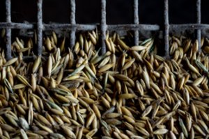 Rado kaltą dėl smukusio BVP – baksnoja į prastą derlių