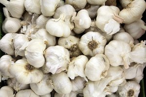 Česnakų žiemojimas: laikymo sąlygos ir naudingos savybės