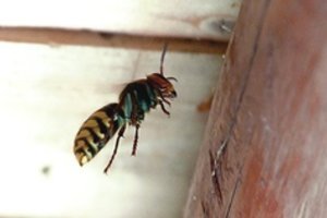 Garbaus amžiaus amerikietė išgyveno, nors jai įgėlė 74 vapsvos